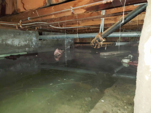 Best Ceiling water damage repair  in Point, TX