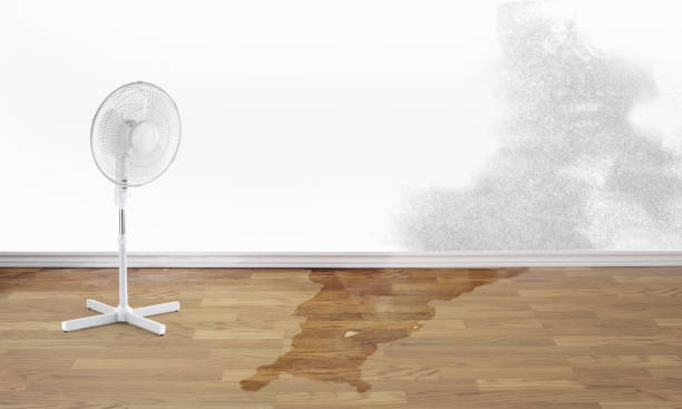 Best Mold removal after water damage  in Point, TX